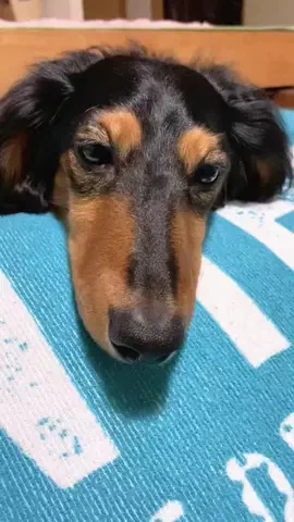 あんころ🐾うぶのTikTok投稿