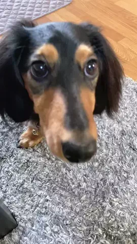 あんころ🐾うぶのTikTok投稿