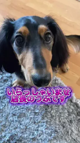 あんころ🐾うぶのTikTok投稿