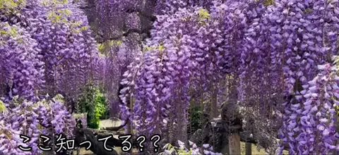 おでかけ情報！のTikTok投稿