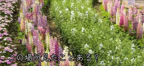 おでかけ情報！のTikTok投稿