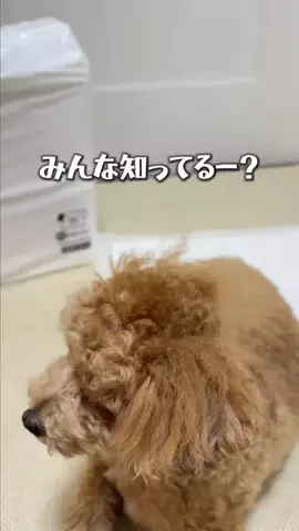 solecitoのTikTok投稿