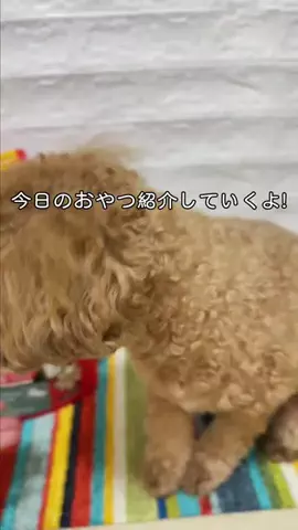 solecitoのTikTok投稿