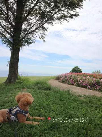 solecitoのTikTok投稿
