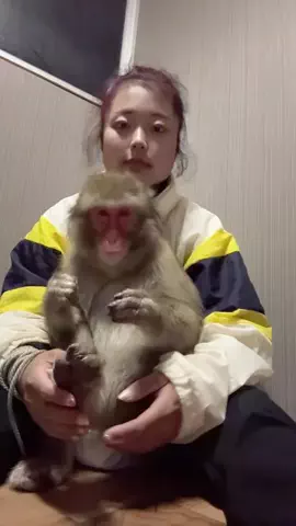 🐒ゆうきとお猿のちぃちゃん🐒のTikTok投稿