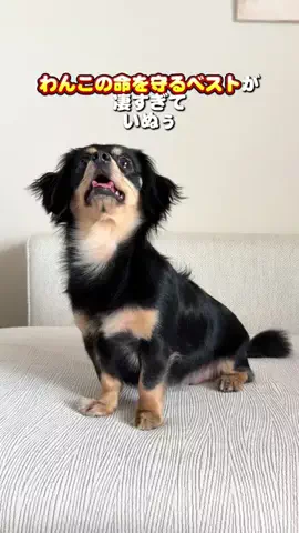 いなり🦊 【ダワワ】チワックスのTikTok投稿