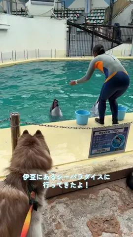 シベリアンハスキーのアポロとコスモのTikTok投稿