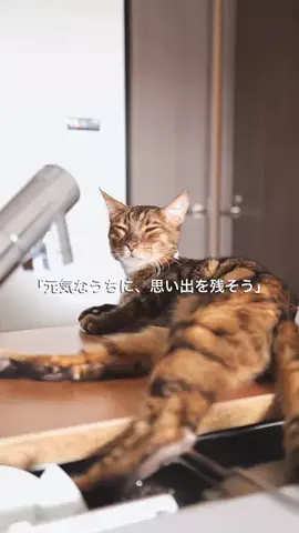 しっぽのきおく🐾ペット専門出張フォトグラファーゆいのTikTok投稿