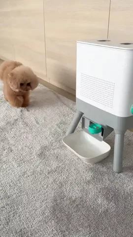 PannaのTikTok投稿