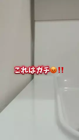 しいちゃまのTikTok投稿