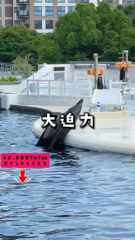 ペリー来航のTikTok投稿