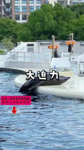 ペリー来航のTikTok投稿