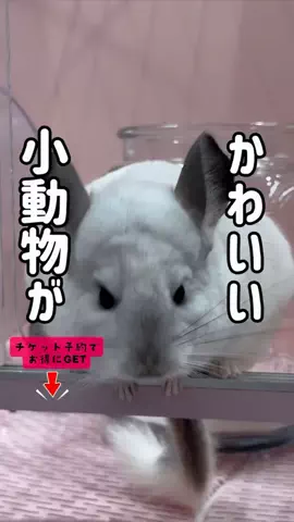ペリー来航のTikTok投稿