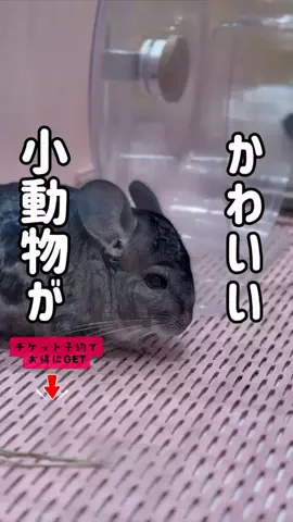 ペリー来航のTikTok投稿
