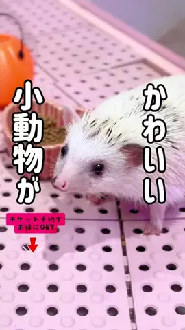 ペリー来航のTikTok投稿