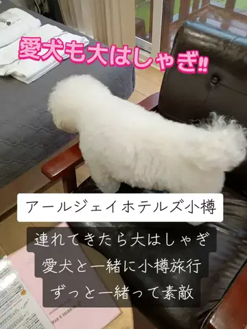 トトロのTikTok投稿