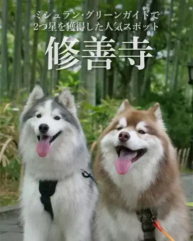 シベリアンハスキーのアポロとコスモのTikTok投稿