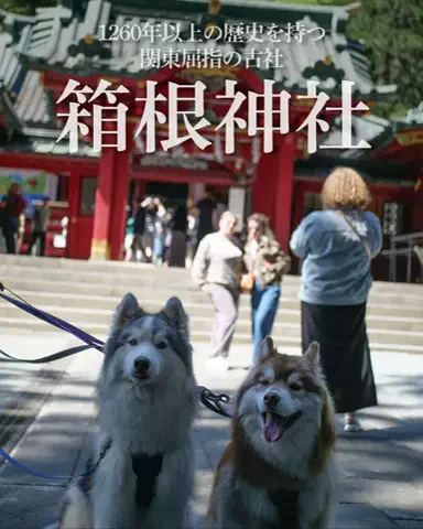 シベリアンハスキーのアポロとコスモのTikTok投稿