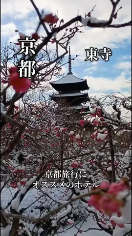 トトロのTikTok投稿