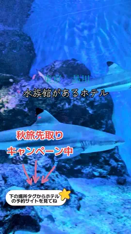 京都コンシェル❀めぐみ❀のTikTok投稿