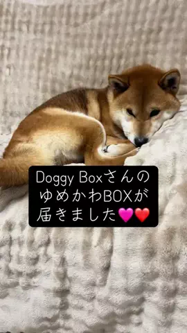 ごん&がじゅのTikTok投稿