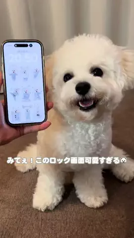 ぱおのTikTok投稿