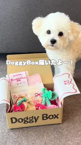 ぱおのTikTok投稿