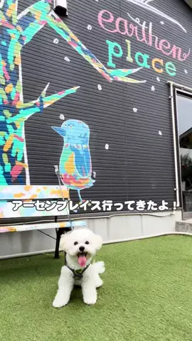 ぱおのTikTok投稿