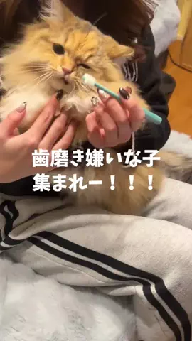 うちのモカ様(ミヌエット)のTikTok投稿