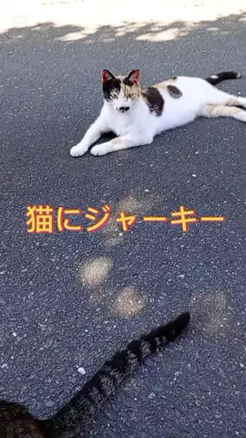 海が好きchのTikTok PR投稿：ビーフジャーキー猫編 #猫 #cat #tiktokshop #ペット用品 #PR 