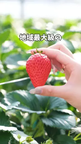さんだびよりのTikTok投稿