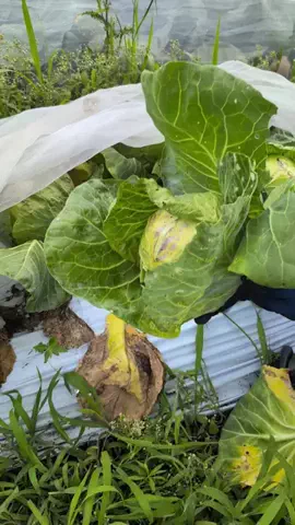 つりきっぷ/家庭で自然を楽しむ🌱のTikTok投稿
