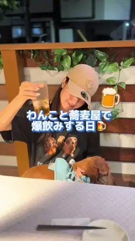 ダックス老犬3匹🐕🐕🐕💫のTikTok投稿