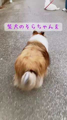 Riko｜ほっこりオモロクリエイターのTikTok投稿