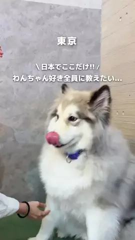 ゆこたび｜東京発▶︎90分で行けるデートプランのTikTok投稿