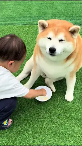 shibaochataのTikTok PR投稿：うちのかぞくさんの『うちのおくちサポート』🦷 獣医師…