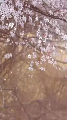 貴のTikTok投稿