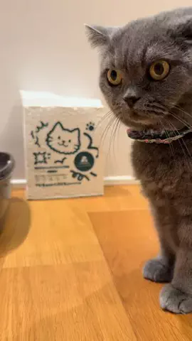 グリのTikTok投稿