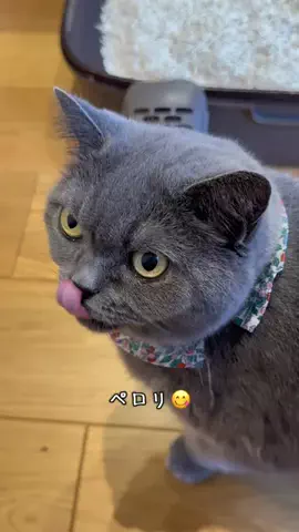 グリのTikTok投稿