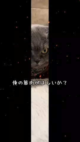 グリのTikTok投稿
