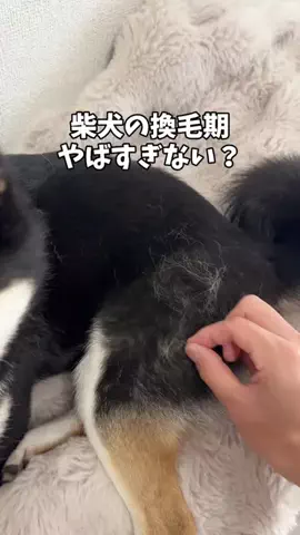 パパに恋するはるちゃんのTikTok投稿