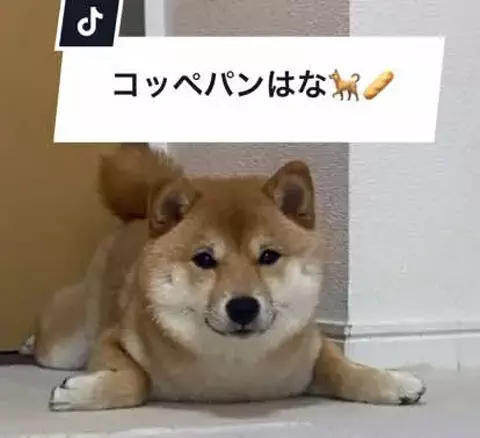 コッペパン　はな🐕🥖のTikTok投稿