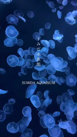 ホテル支配人の極上バイブルのTikTok投稿