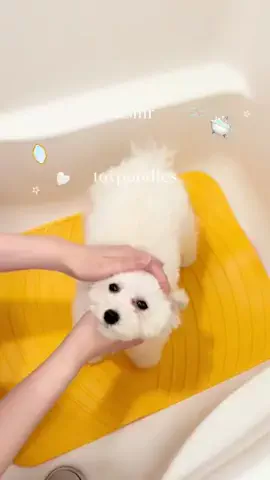 ぱうわう🦭♡のTikTok投稿