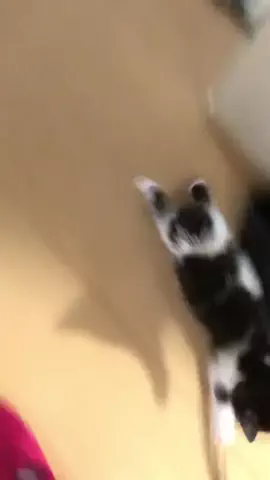 haru(^皿^)のTikTok投稿
