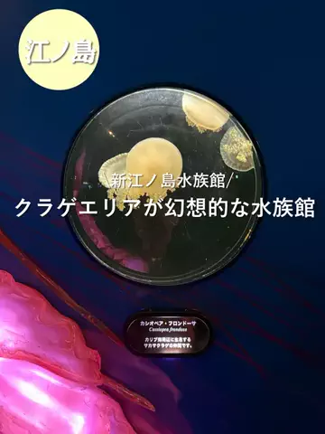 群馬発すー旅⌇旅と暮らしのTikTok投稿