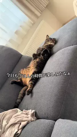 2児のワーママ🐣🌱のTikTok投稿