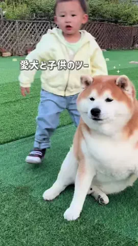 shibaochataのTikTok PR投稿：柴雄と茶太とあいるのツーショットが全然撮れない…🥺 …