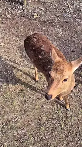 阿修羅のTikTok投稿