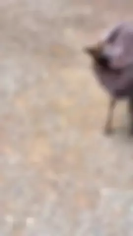 阿修羅のTikTok投稿
